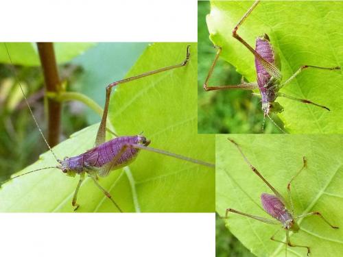Phaneroptera sp.